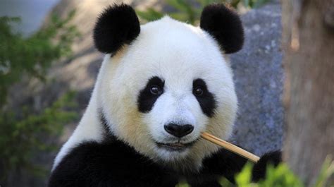 Ç­i­n­l­i­ ­B­i­l­i­m­ ­İ­n­s­a­n­l­a­r­ı­ ­P­a­n­d­a­l­a­r­ı­n­ ­D­i­l­i­n­i­ ­Ç­ö­z­d­ü­